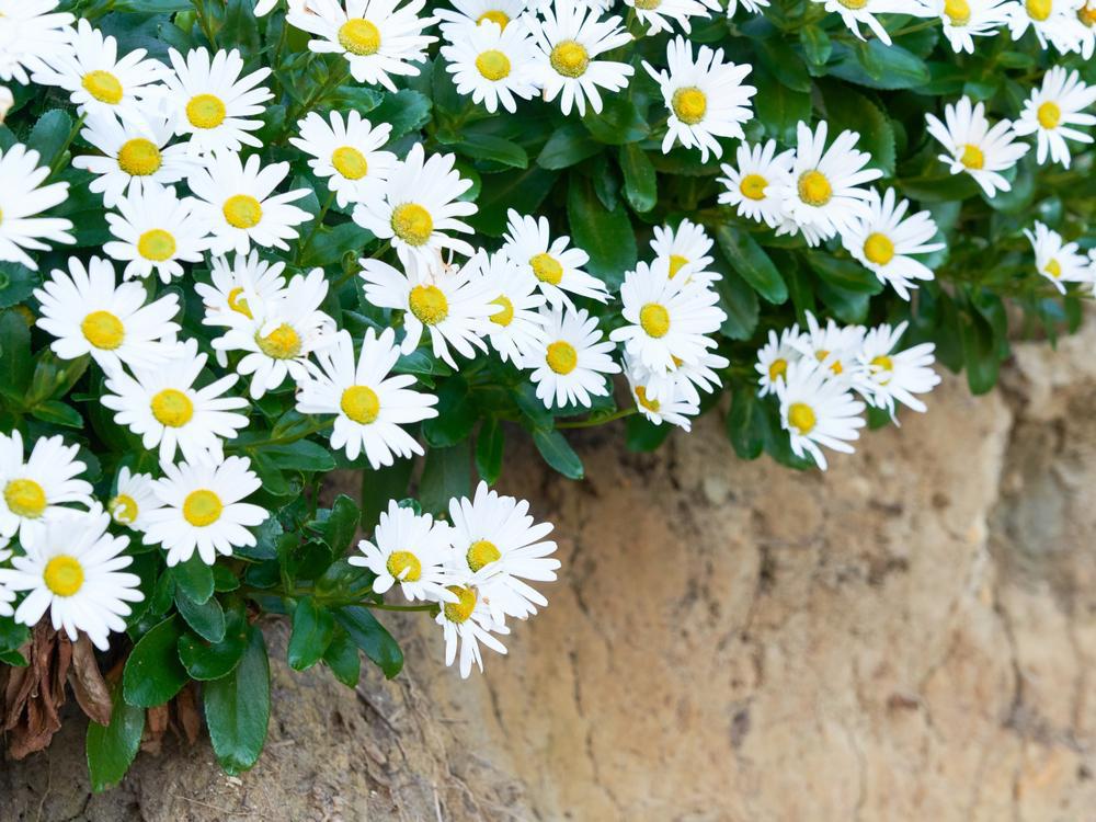 2G Nipponanthemum Nipponicum - Montauk Daisy - 1000831