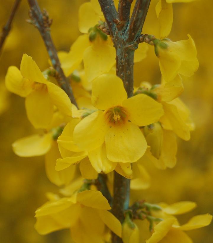 3G Forsythia 'Show Off' ('Mindor') Show Off 1004565