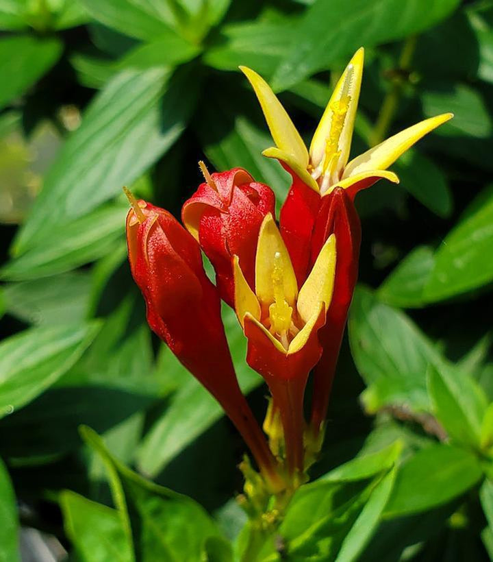 1G Spigelia Marilandica 'Little Red Head' - Indian Pink - 1010937