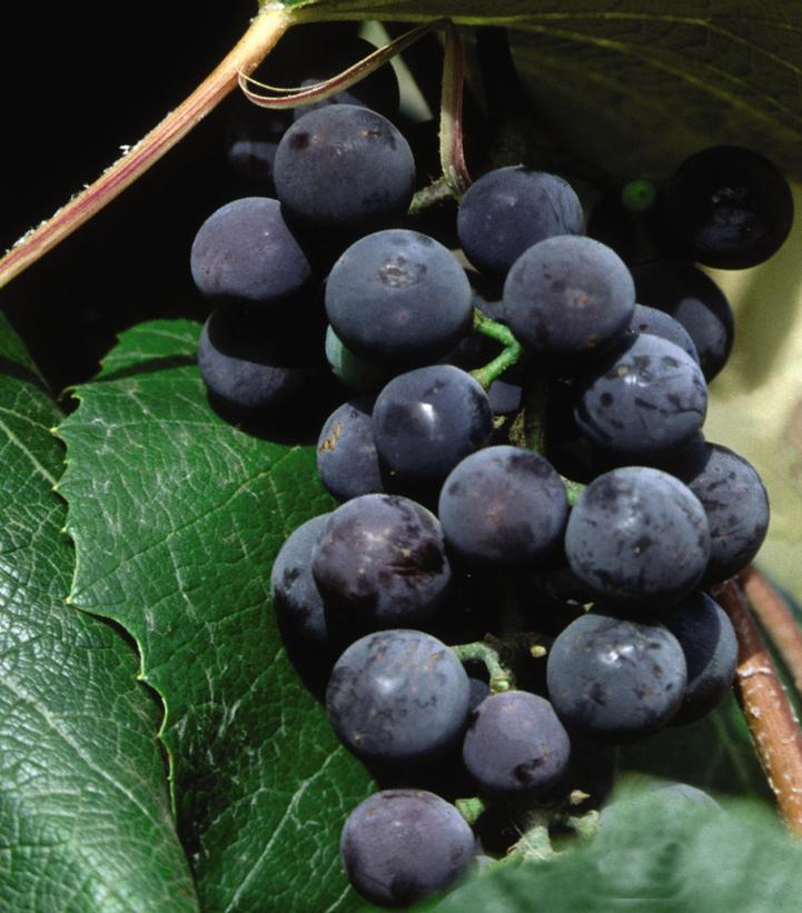 2G Vitis 'Concord' - Seedless Grape - 1004589