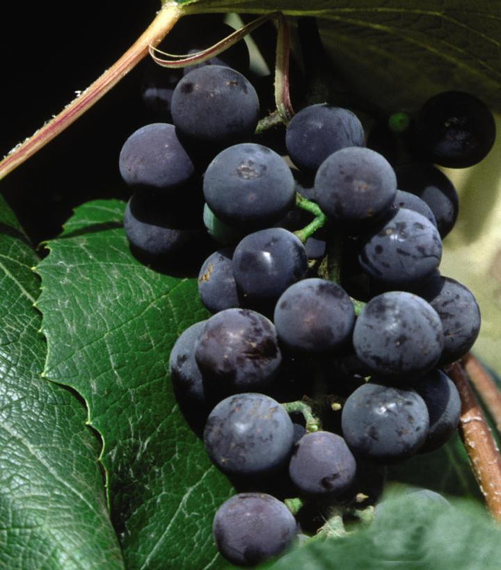 2G Vitis 'Concord' - Seedless Grape - 1004589