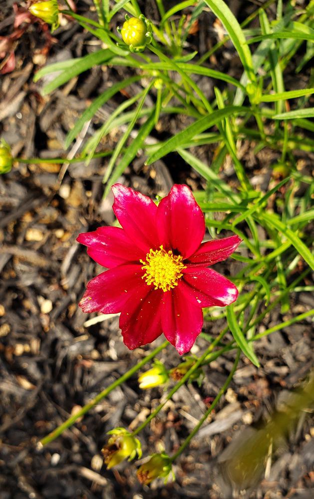 2G Coreopsis Li'l Bang™ 'Red Elf' Red Elf Coreopsis: Patent PPAF 1010852