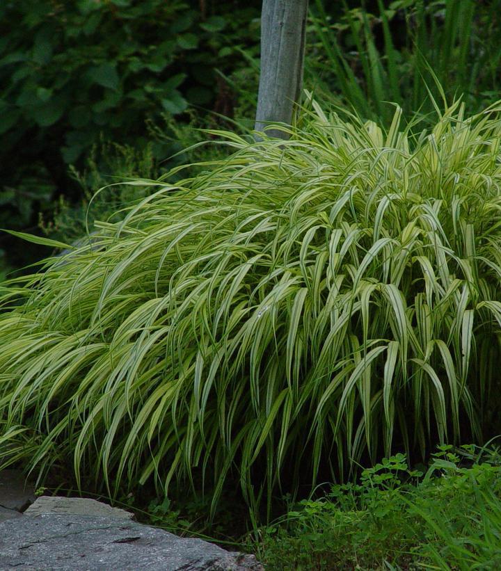 2G Hakonechloa macra 'Aureola' Golden Variegated Hakone Grass 1012961