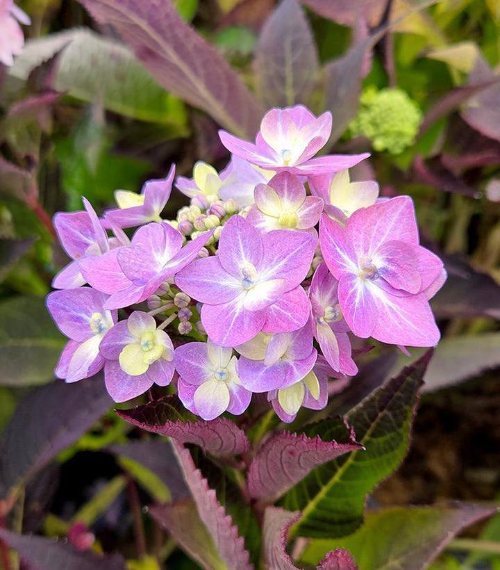 3G PW Hydrangea Macrophylla Serrata Let's Dance 'Can Do' - 1012698