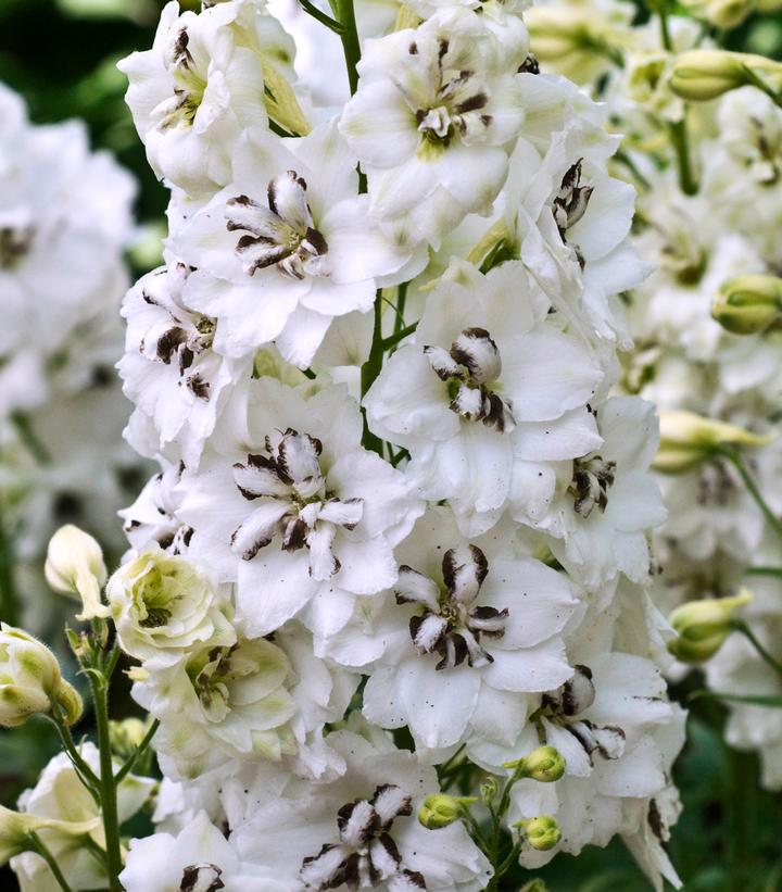 1G Delphinium New Zealand 'Black Eyed Angels' - Hybrid Bee Delphinium - 1021888