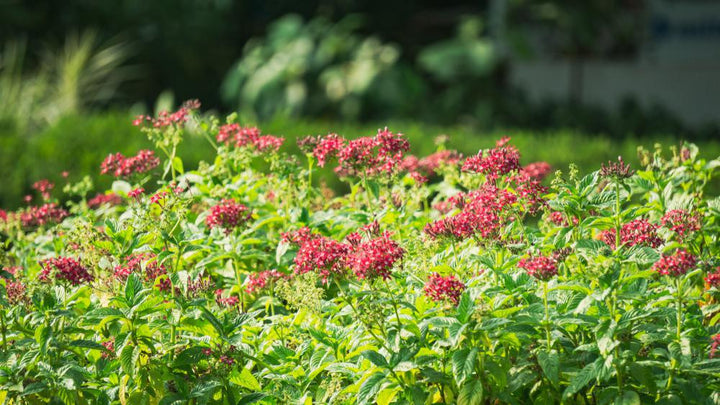 3G Weigela 'Wine & Roses' - 1003744