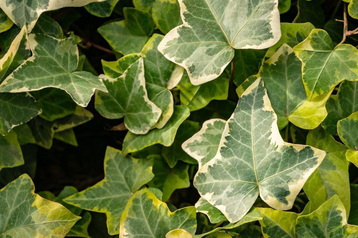 6" HB Hedera Hanging Basket - Ivy