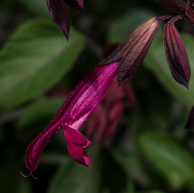12" TP Salvia Patio Pot - Fashion Burgundy