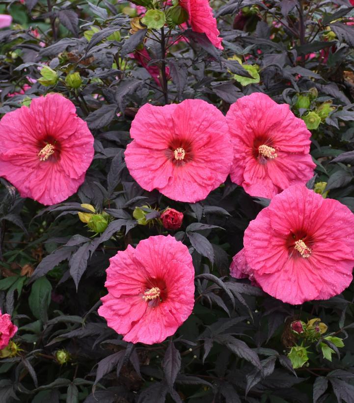 3G PW Hibiscus Summerific 'Evening Rose' - Rose Mallow - 1011961