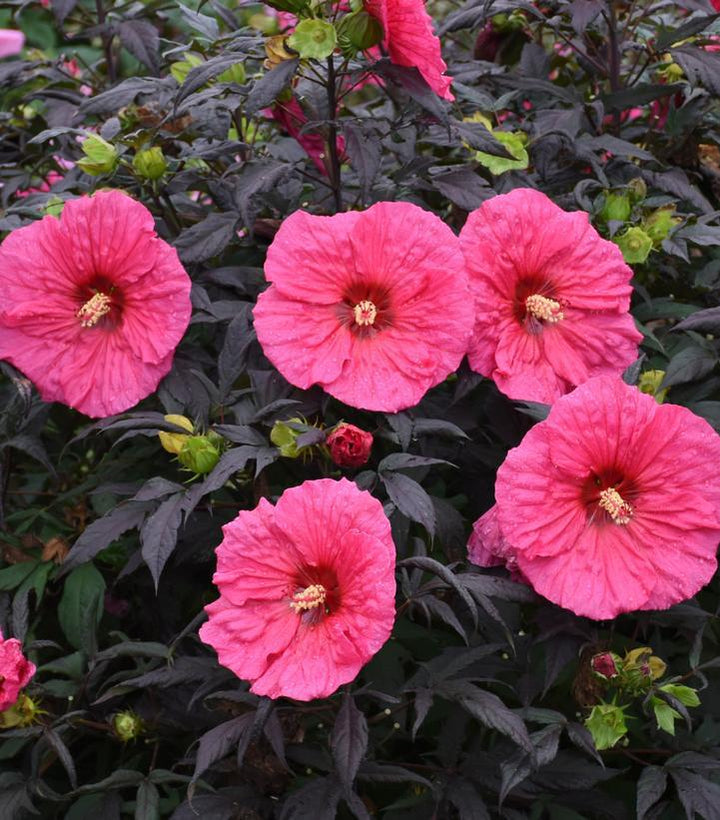 3G PW Hibiscus Summerific 'Evening Rose' - Rose Mallow - 1011961