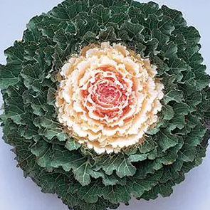 Ornamental Flowering Kale - Songbird White