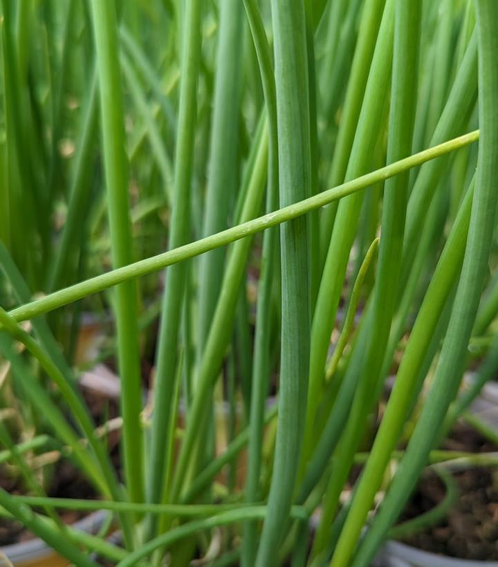 1G Allium fistulosum Scallion, Bunching Onion 1005518