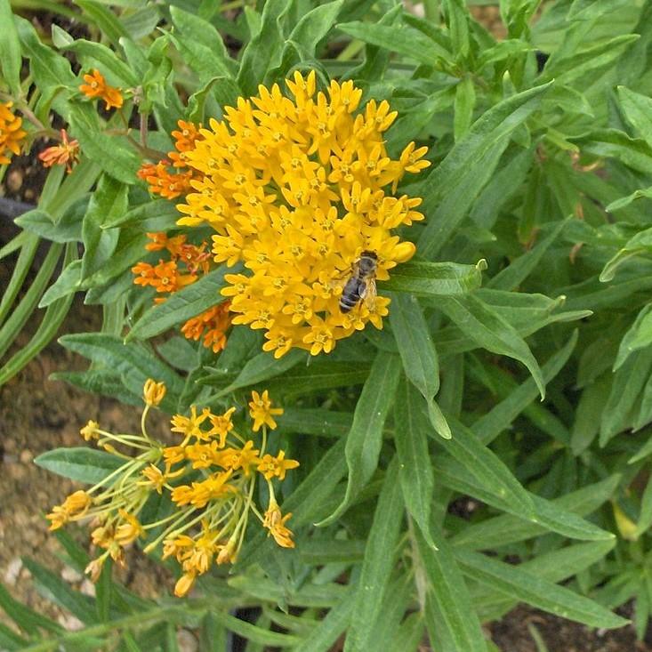 Hello Yellow Butterfly Weed