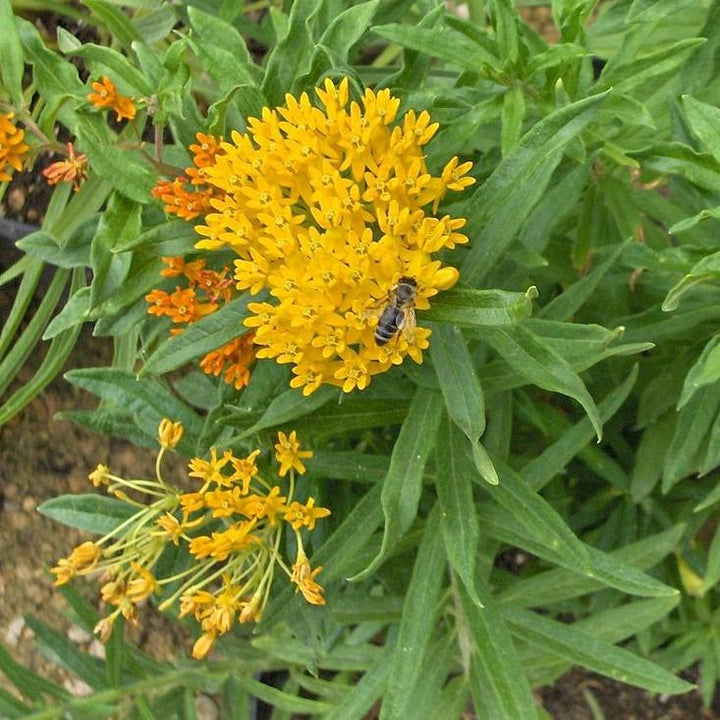 Hello Yellow Butterfly Weed