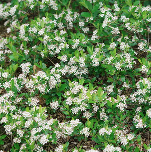 2G Aronia Melanocarpa 'Ground Hug' - Chokeberry - 1015494