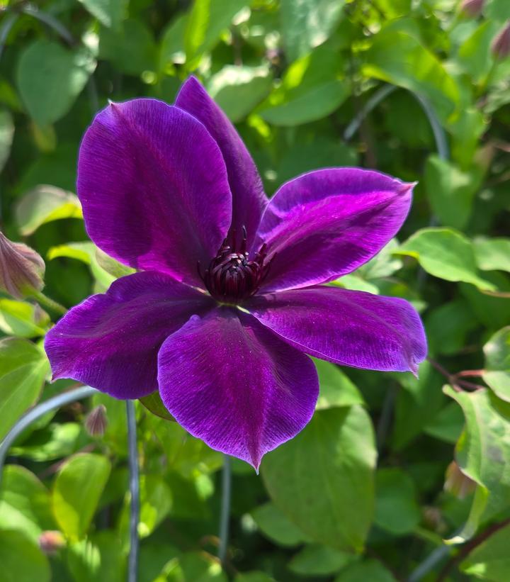 8" Clematis 'Ravel' - 1021744