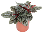3.5" Peperomia Santorini - G4302