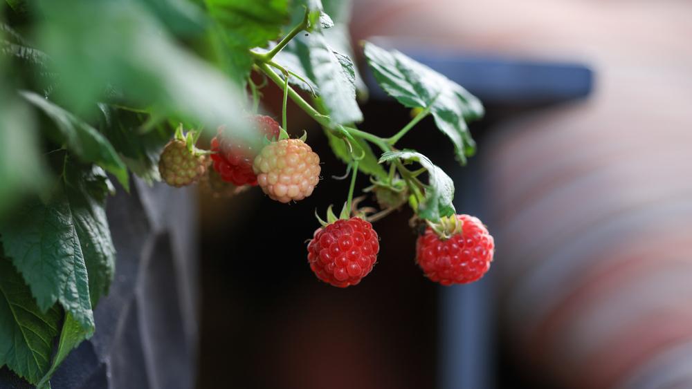 2G Rubus 'Raspberry Shortcake' - Red Raspberry - 1007483