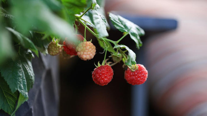 2G Rubus 'Raspberry Shortcake' - Red Raspberry - 1007483