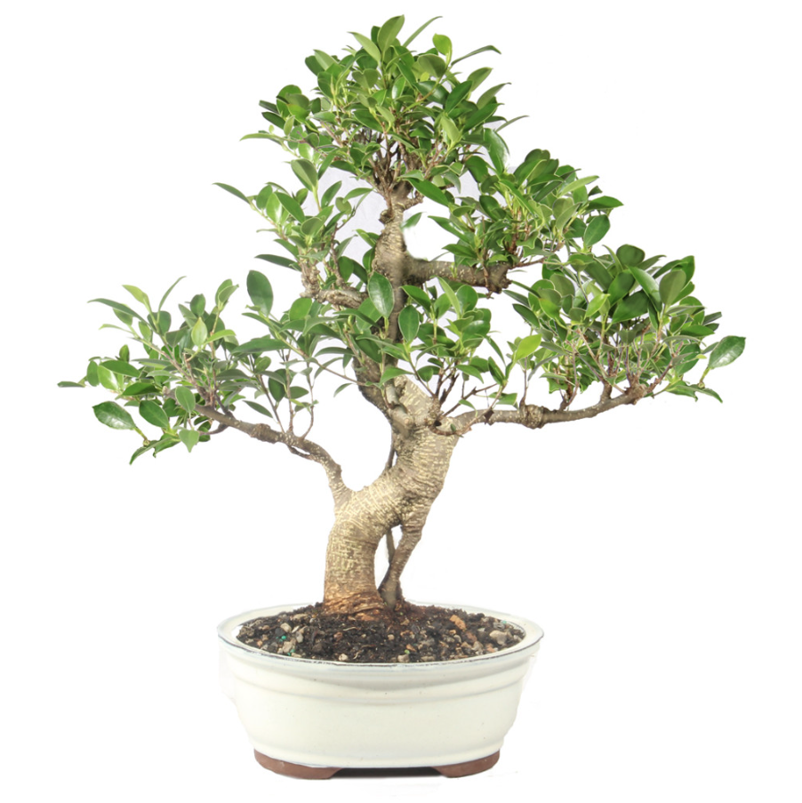 Fujian Tea Bonsai 8" Pot - CAM-08F-FD