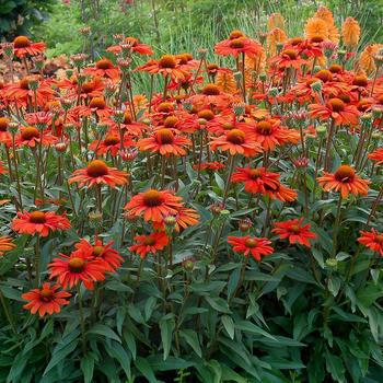 2G Echinacea KISMET INTENSE Orange (Coneflower)