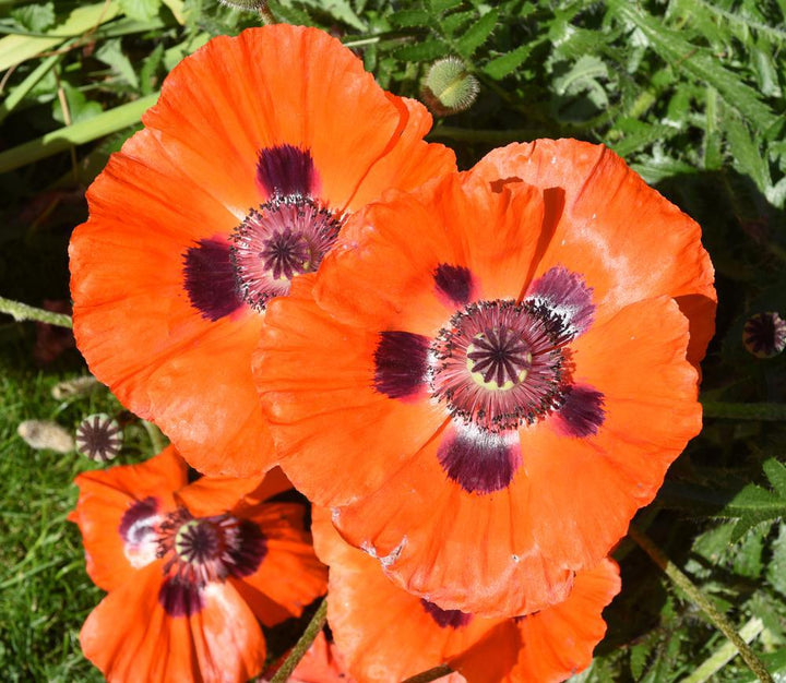Quart Perennial Papaver Orientale(Oriental Poppy) Full Sun