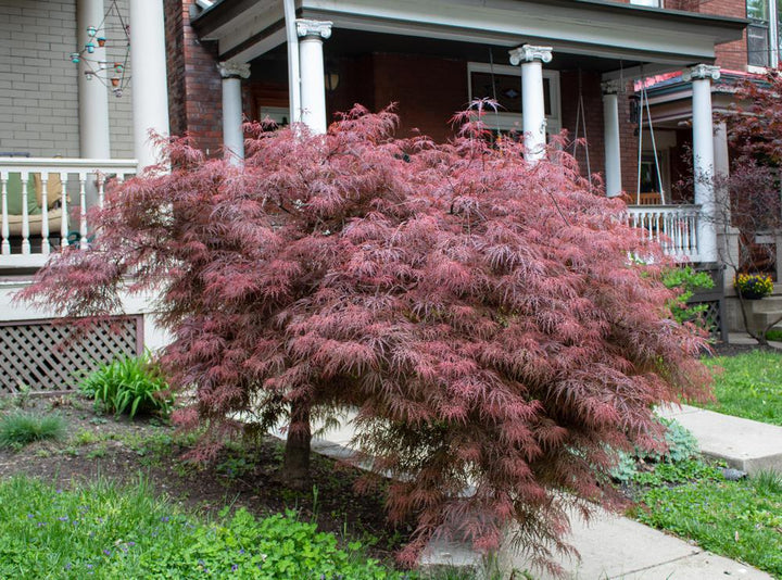 10G Acer Palmatum Dissectum 'Crimson Queen' Weeping Japanese Maple Everde