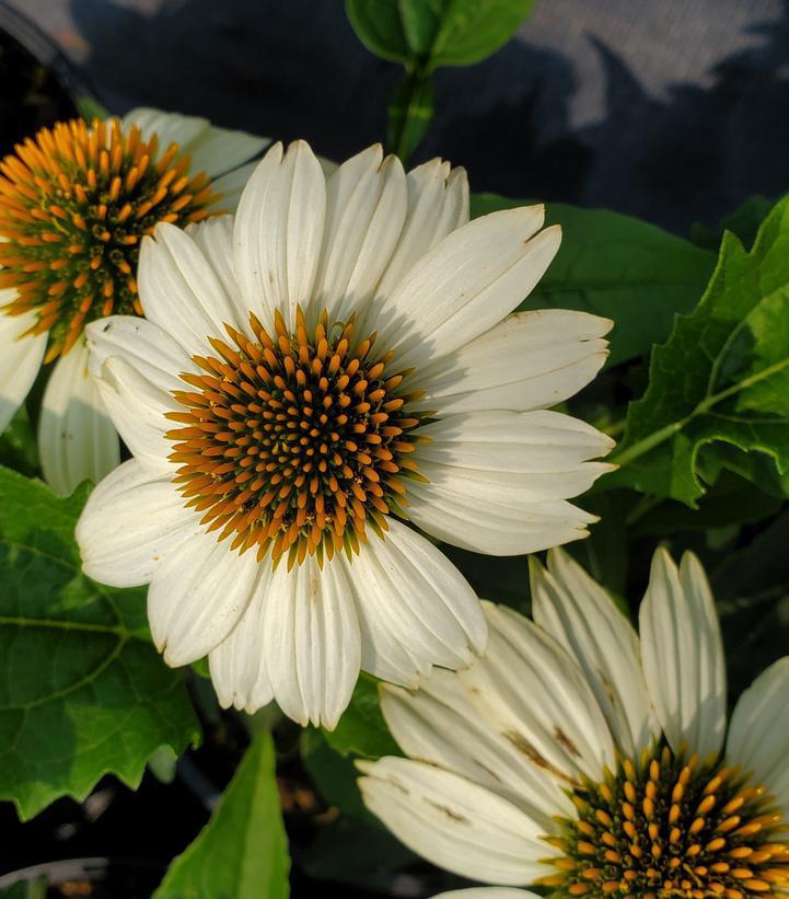 1G Echinacea Color Coded 'Yellow My Darling' - Coneflower - 1012931