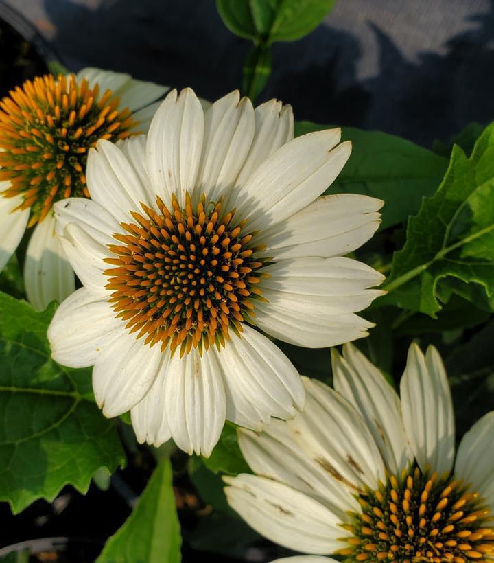 1G Echinacea Color Coded 'Yellow My Darling' - Coneflower - 1012931