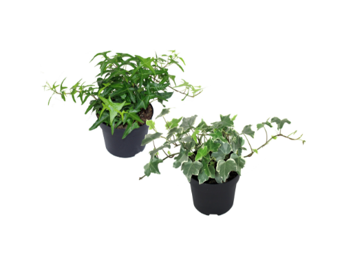 4" Ivy - English Assorted - T0345