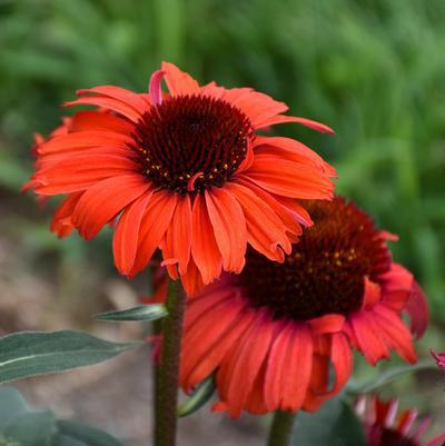 1G Echinacea Eye-Catcher 'Tanager' - Coneflower - 1013392
