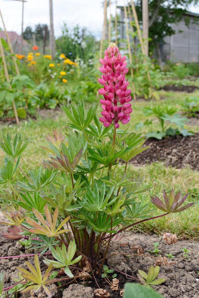 2G Lupinus 'Gallery Pink' Gallery Pink Lupine 1005025