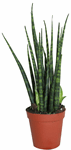 2.5" Sansevieria Fernwood Mikado Bambino - G5215