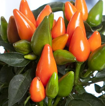 4.25" Ornamental Pepper - Salsa Dark Orange
