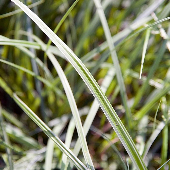 Silver Septre Sedge