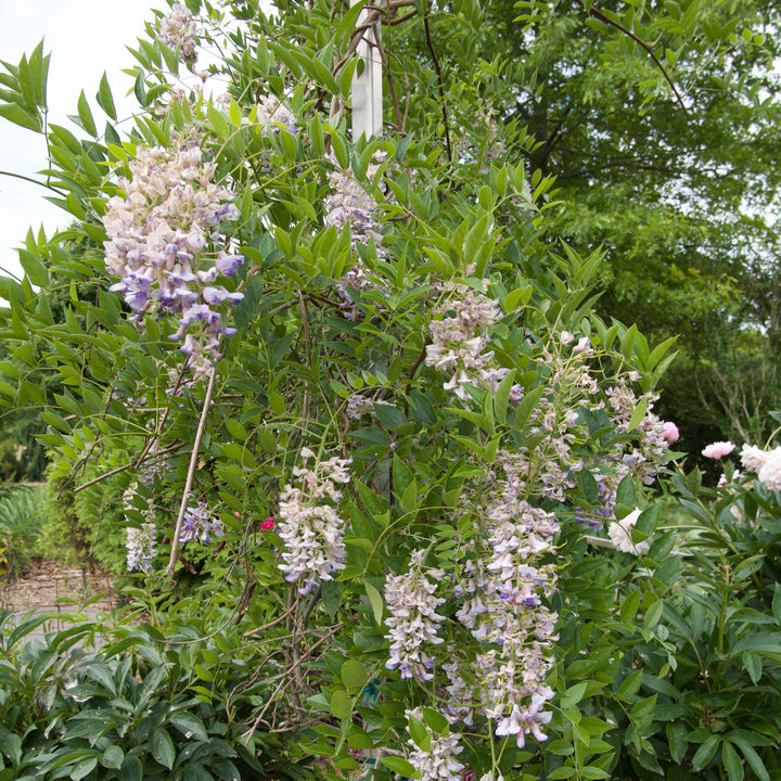 Blue Moon Wisteria