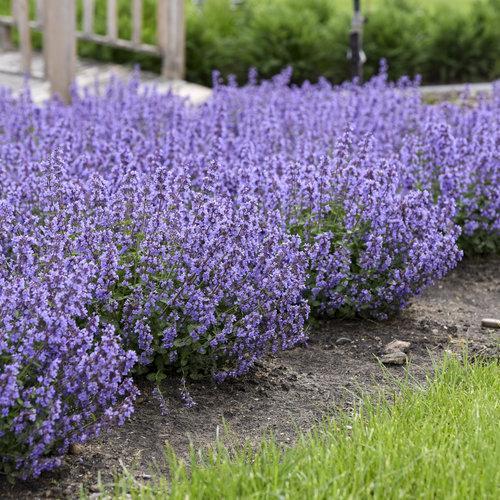 Cat's Pajamas Catmint
