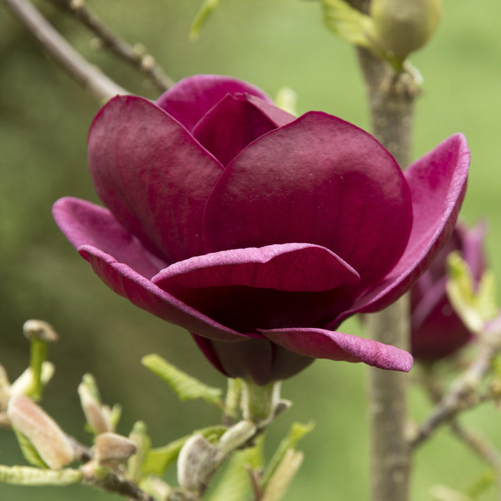 Genie Magnolia