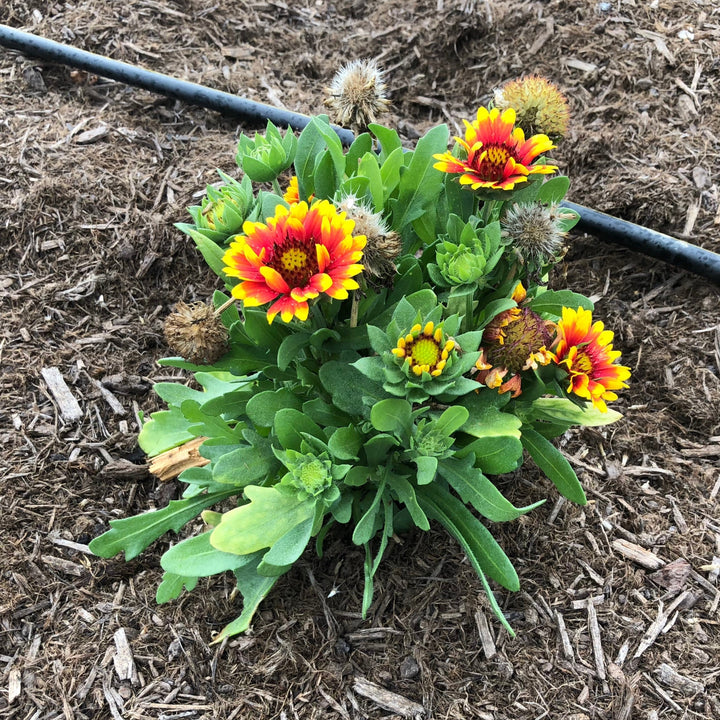 Gaillardia aristata 'Spintop Red Starburst'  - Spintop™ Red Starburst Blanket Flower