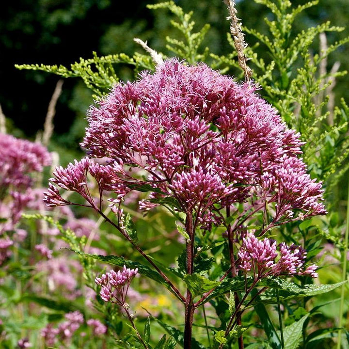 Baby Joe Coastal Plain Joe Pye Weed