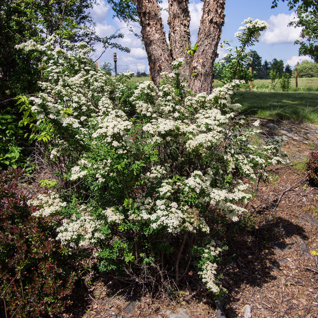 Snowmound Spirea
