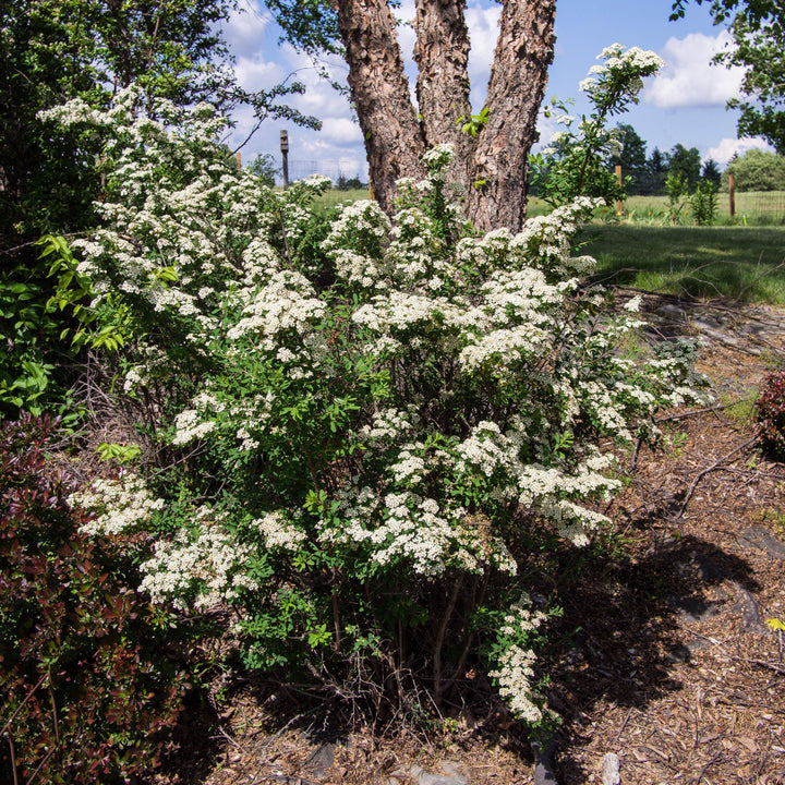Snowmound Spirea