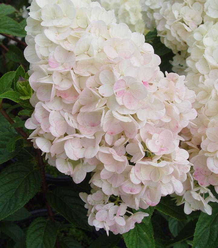 5G Hydrangea Paniculata 'Strawberry Sundae' - Rensun - 1007939