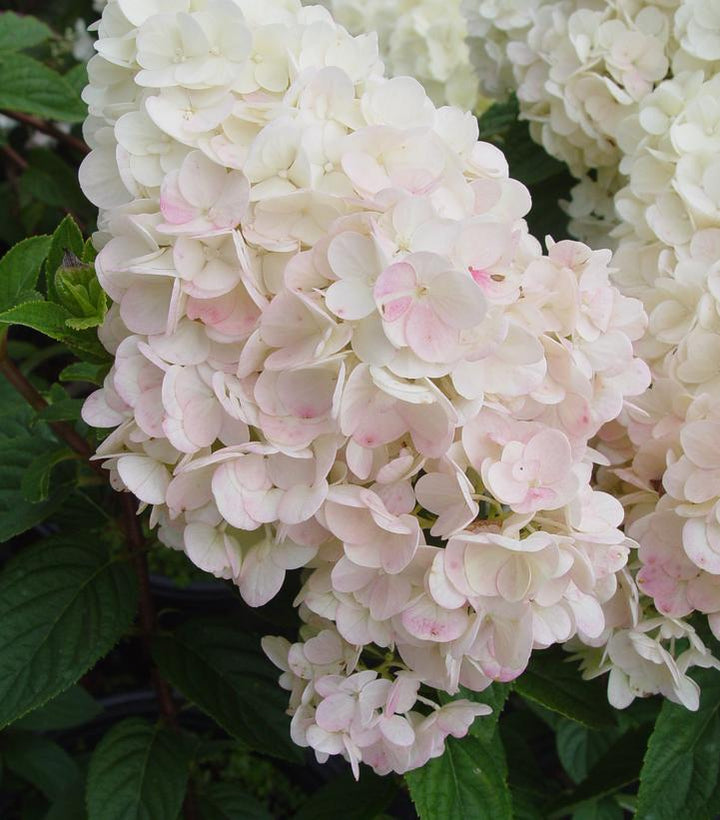 5G Hydrangea Paniculata 'Strawberry Sundae' - Rensun - 1007939