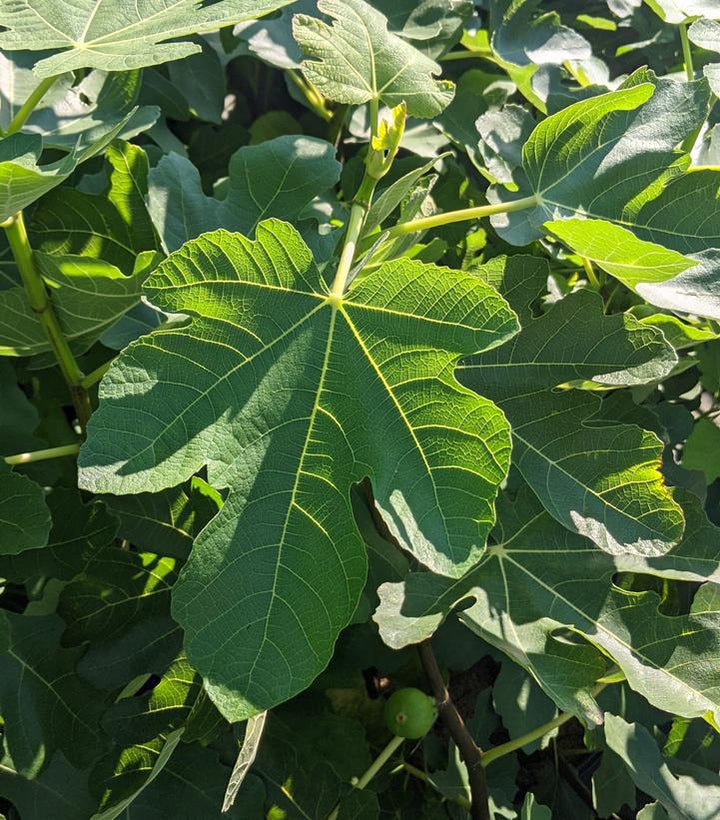 3G Ficus carica 'Verns Brown Turkey' Verns Brown Turkey Fig 1007917