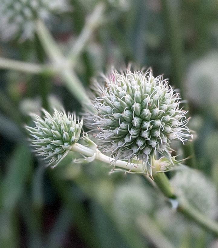1G Eryngium Yuccifolium - Rattlesnake Master - 1020700