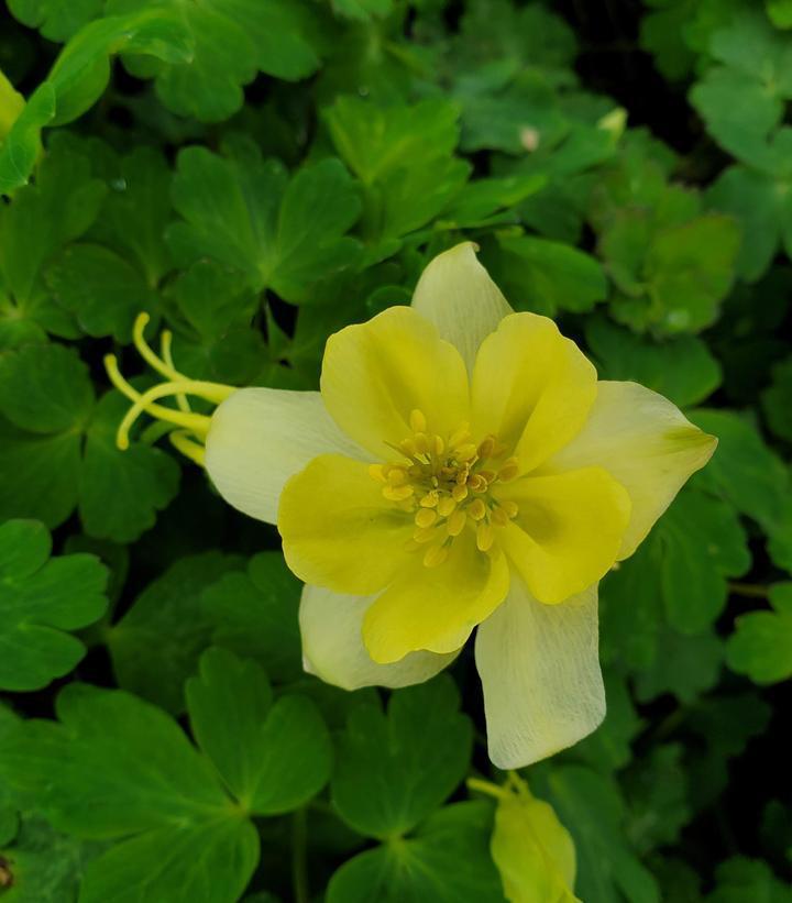 1G Aquilegia x Earlybird™ Yellow Earlybird™ Yellow Columbine 1014501