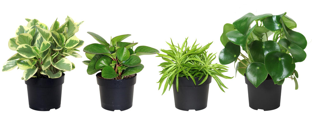5" Peperomia - Assorted Colors / Varieties ( Sold Individually ) - G3534