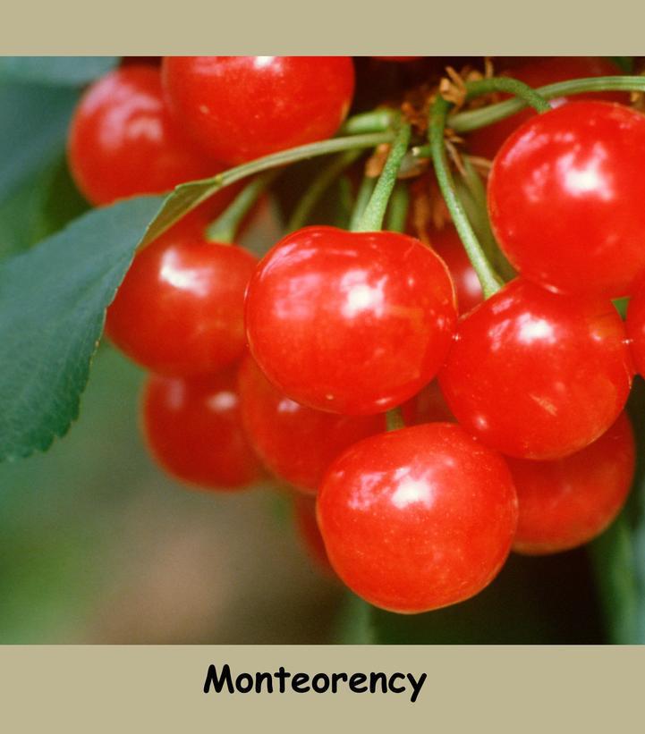 7G Prunus X 'Montmorency' - Cherry Tree Tart - 1002479