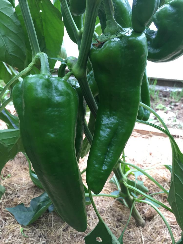 1G Pepper 'Carmen' - Sweet - 1004973